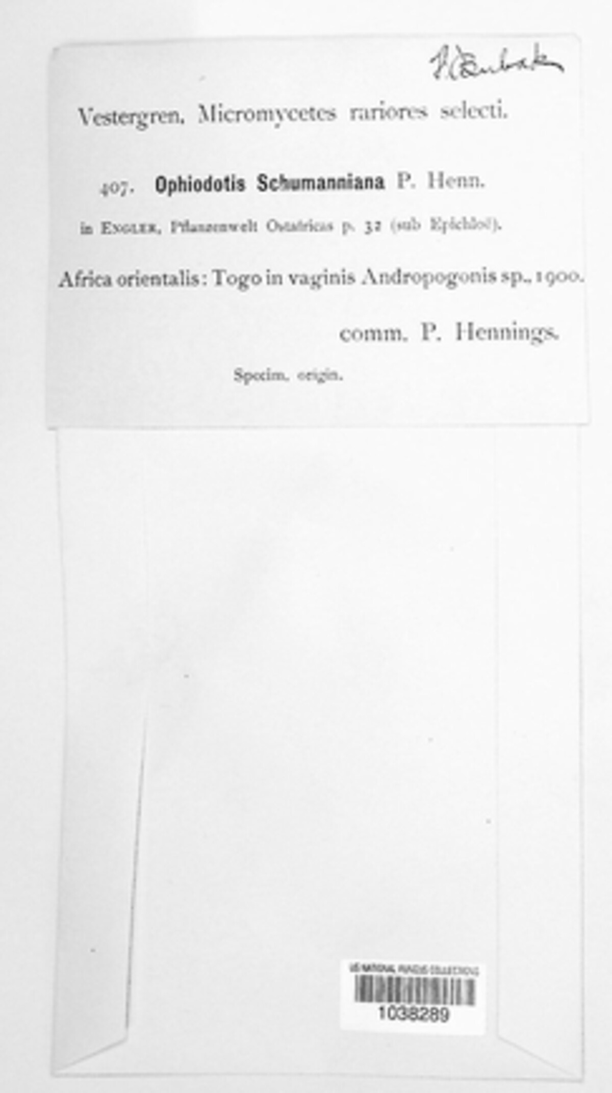 Balansiopsis image